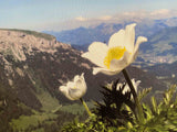 Detail Leinwandbild, weisse Blume