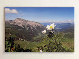 Leinwandbild Motiv Ifen und weisse Blume, Sommer, blauer Himmel