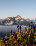 Bergliebe Kleinwalsertal (Bildband)