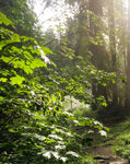 Bergliebe Kleinwalsertal (Bildband)
