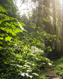 Bergliebe Kleinwalsertal (Bildband)