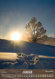 Januar. Bergahorn im Schnee mit Abendsonne.