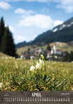 April. Hirschegg mit Frühlingsblumen (Märzenbecher)