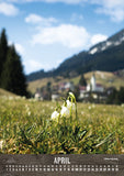 April. Hirschegg mit Frühlingsblumen (Märzenbecher)