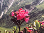 Detail Leinwandbild, Alpenrosen pink