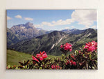 Leinwandbild Alpen, Berg Widderstein mit Alpenrosen, Sommer